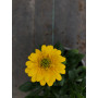 Osteospermum