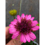 Osteospermum