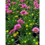 Osteospermum