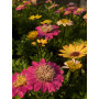 Osteospermum