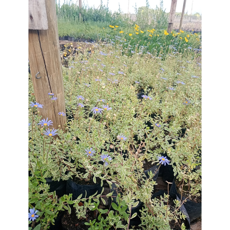 Agatea variegada