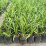 Agapanto/Agapanthus