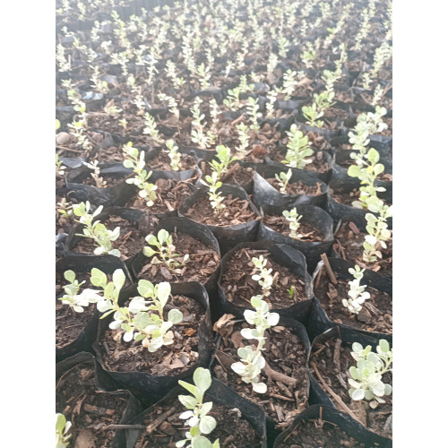 Atriplex