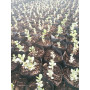 Atriplex