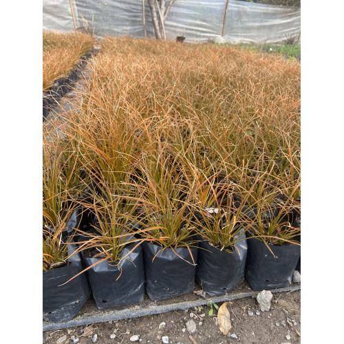Carex amarillo