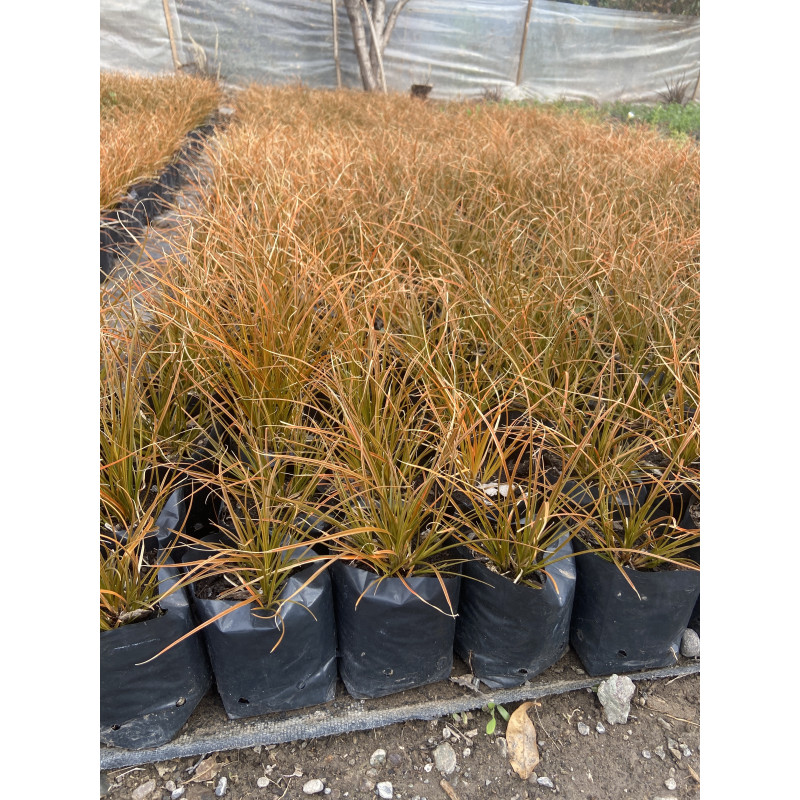 Carex amarillo