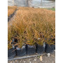 Carex amarillo