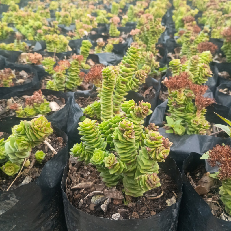 Crassula