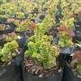 Crassula