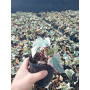 Hiedra helix variegada