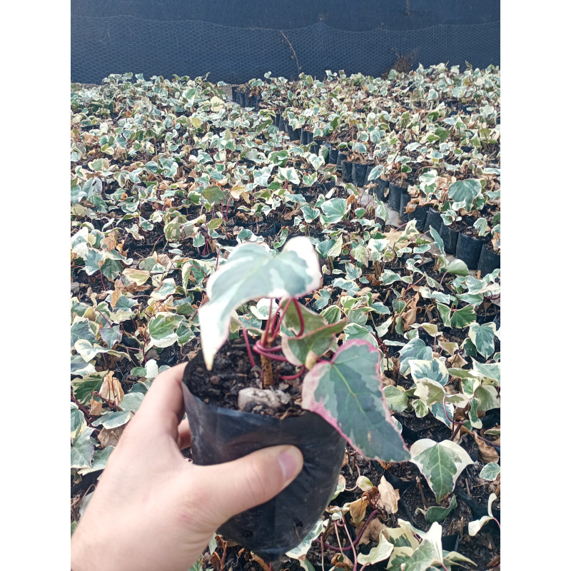 Hiedra helix variegada