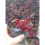 Sedum rojo