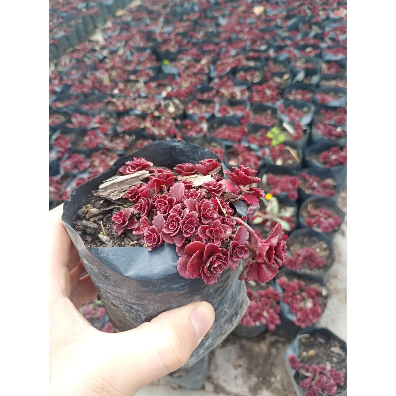 Sedum rojo