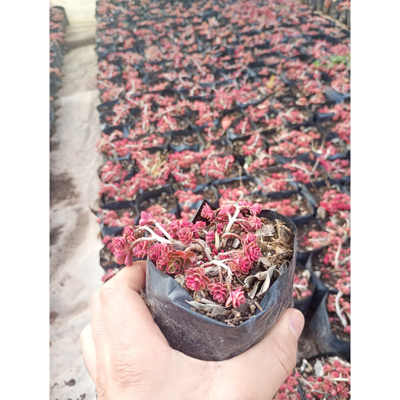 Sedum rosado