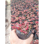 Sedum rosado