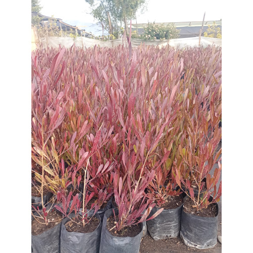 Stenocarpus rojo