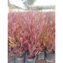 Stenocarpus rojo
