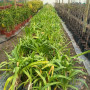Agapanto/Agapanthus  grande