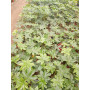 Aralia japonica