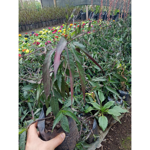 Petunia mexicana