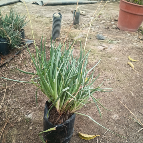 Bulbines bicolor