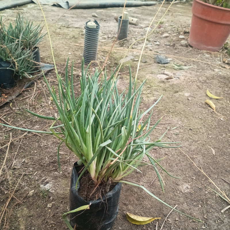 Bulbines bicolor