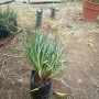 Bulbines bicolor