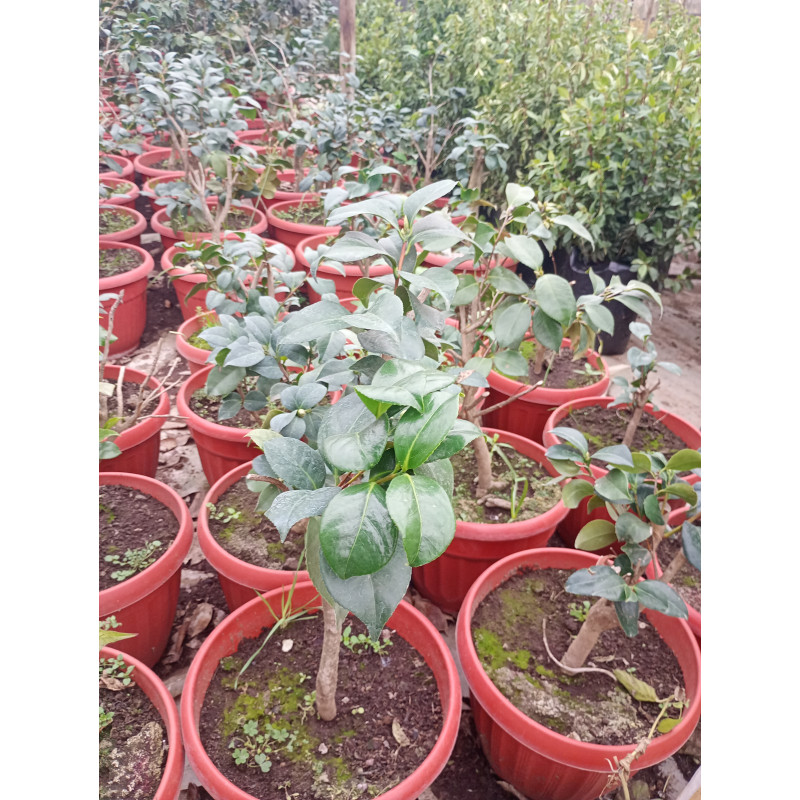 Camelia — camelia planta exterior chile precio