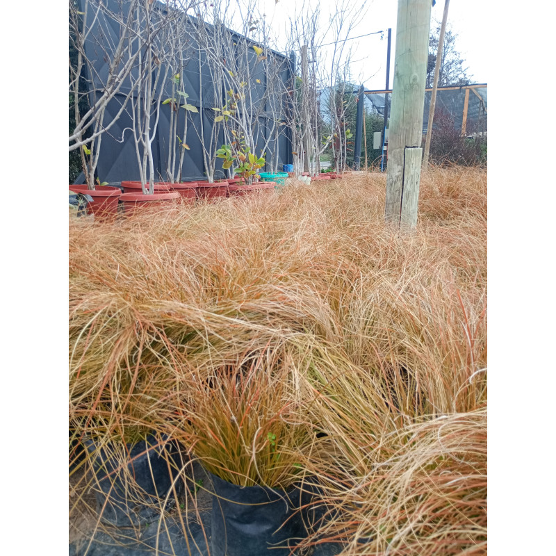 Carex bronce