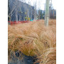 Carex bronce