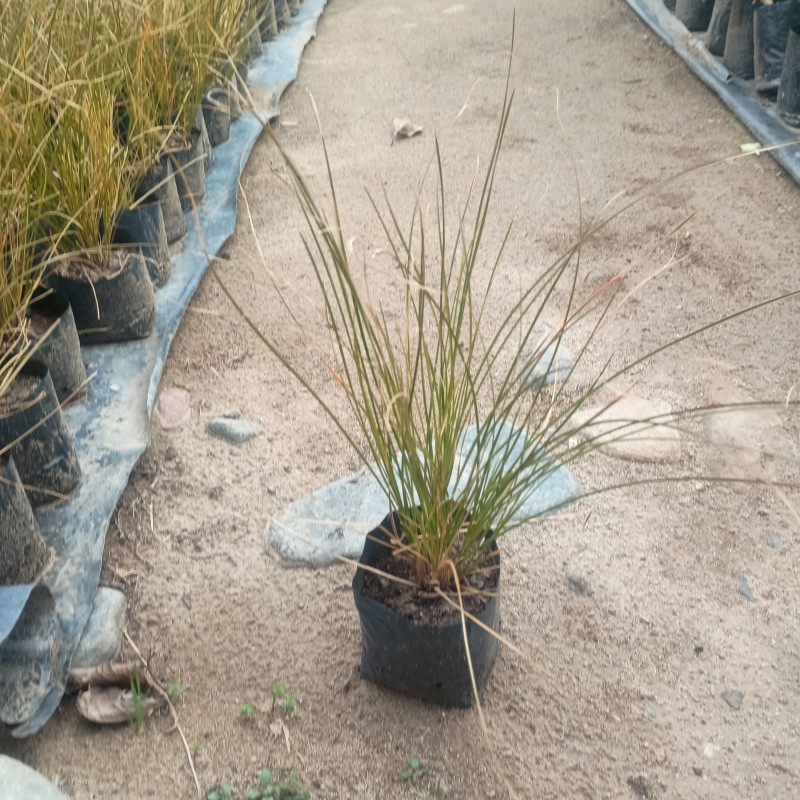 Carex punta roja
