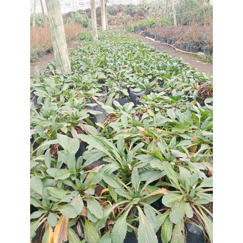 Shasta daisy