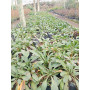 Shasta daisy