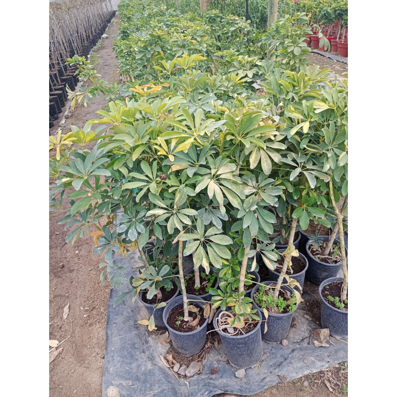 Chefflera