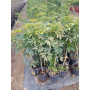 Chefflera