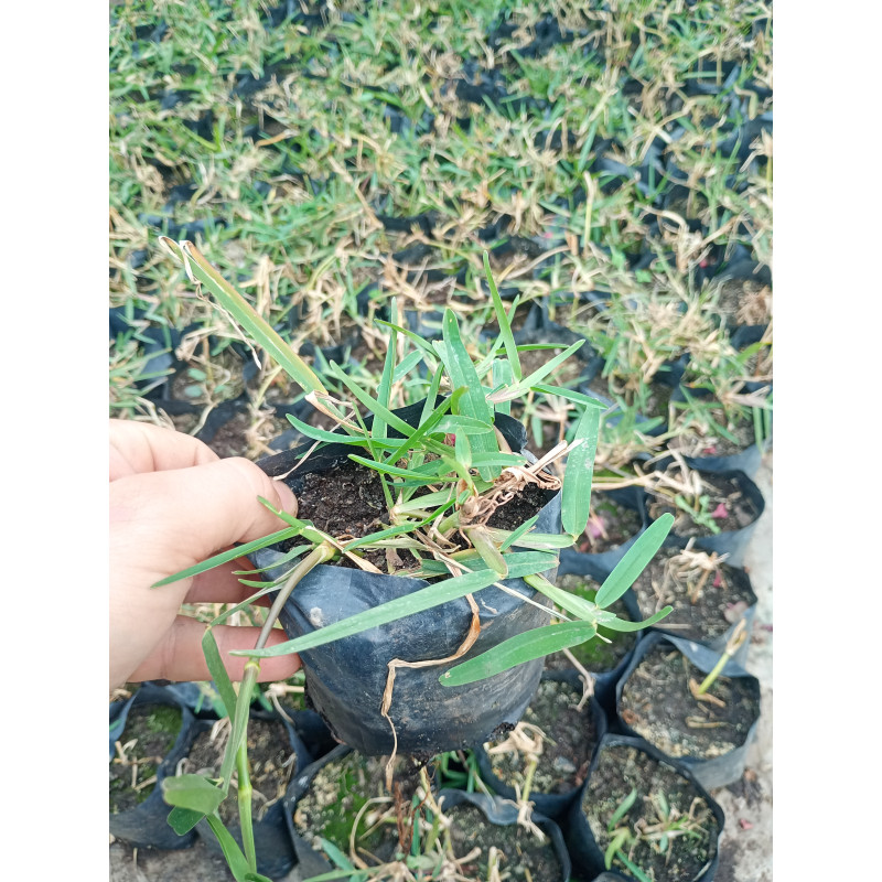Chepica mexicana