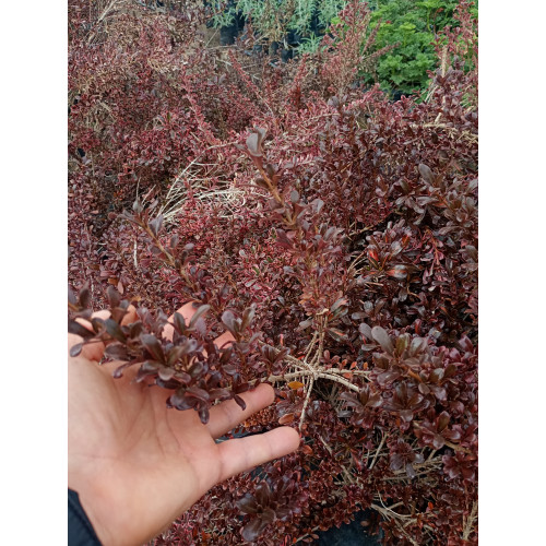 Coprosma chocolate