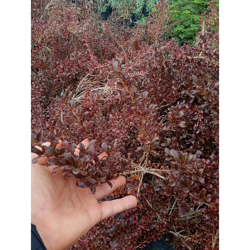 Coprosma chocolate