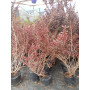 Coprosma rosado
