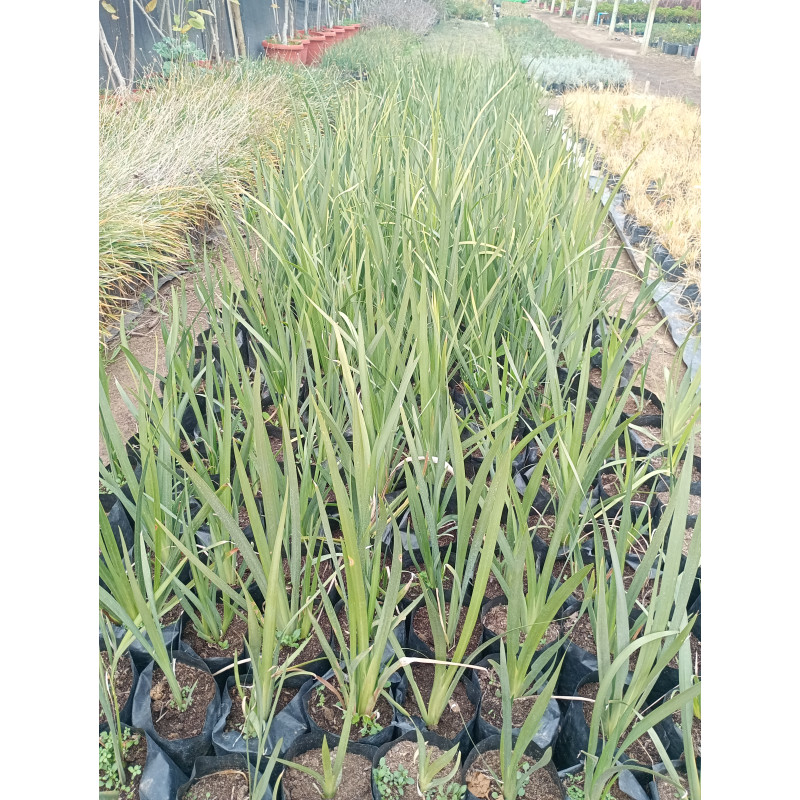 Dietes grandiflora