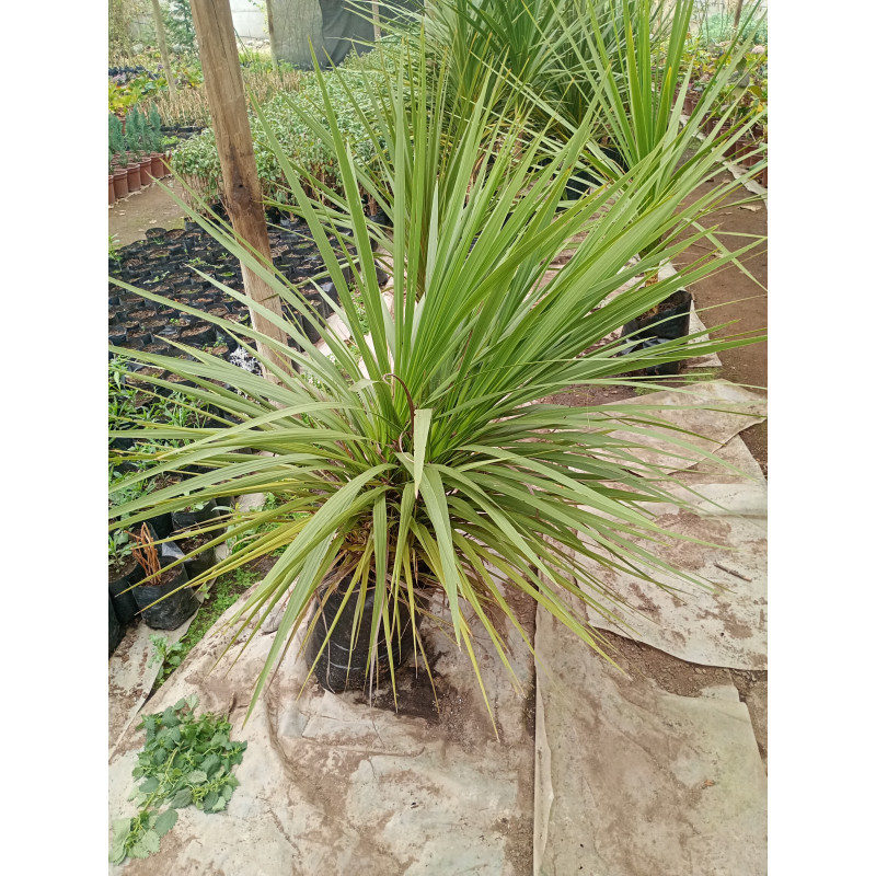 Dracena