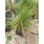 Dracena