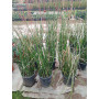 Equisetum hyemale