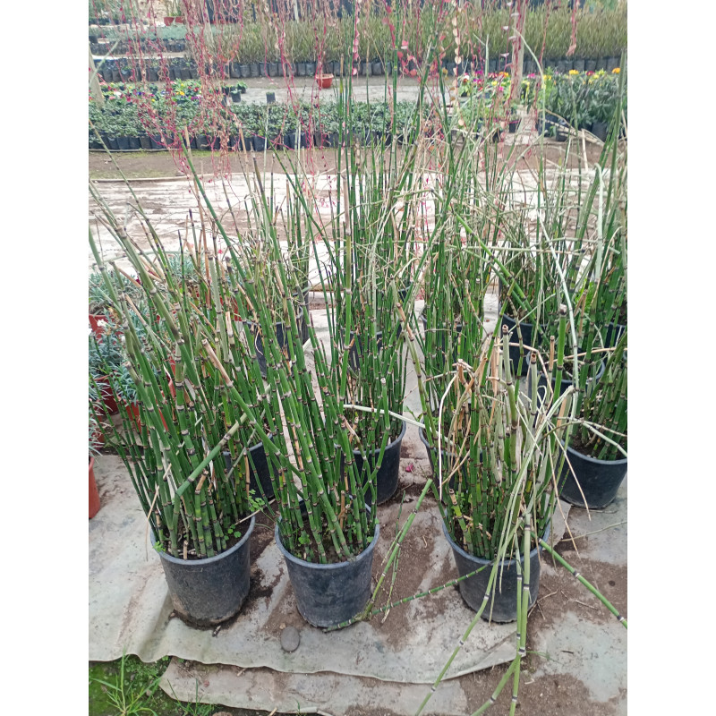 Equisetum hyemale