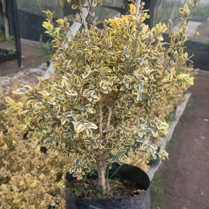 Evonimo variegado