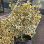Evonimo variegado