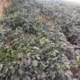 Ficus negro
