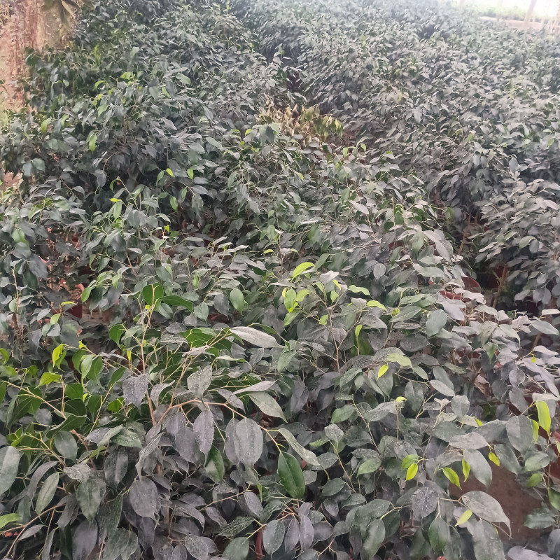 Ficus negro