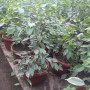 Ficus variegado