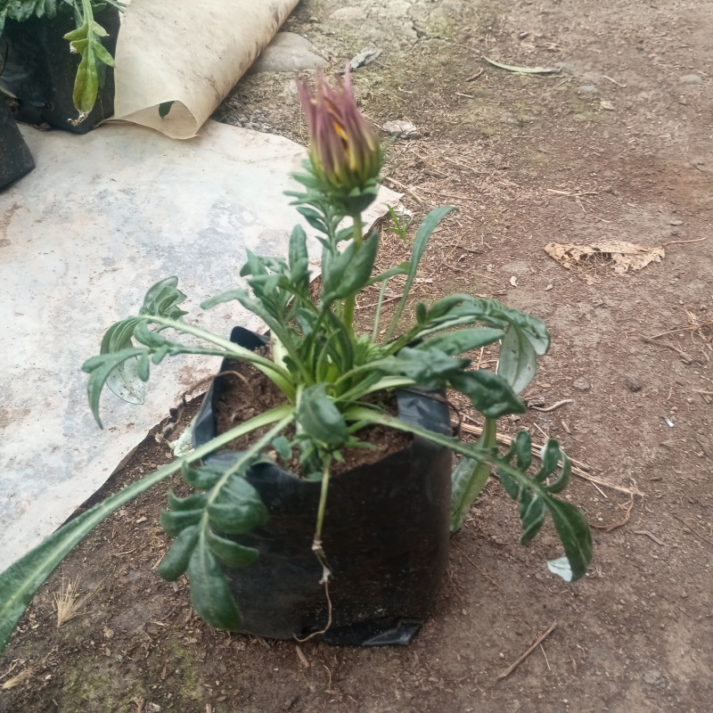 Gazania